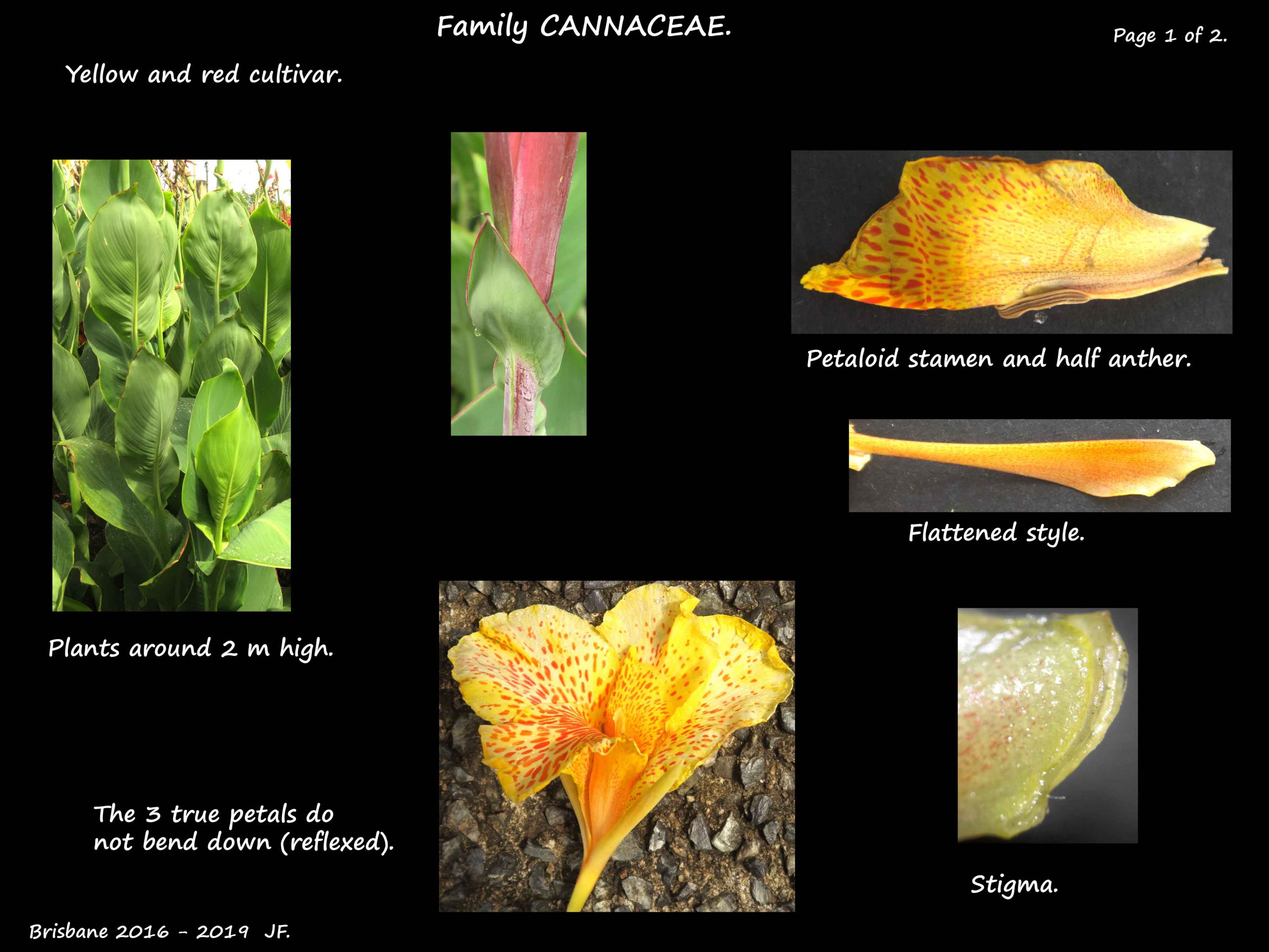 7 Yellow & red Canna 1a
